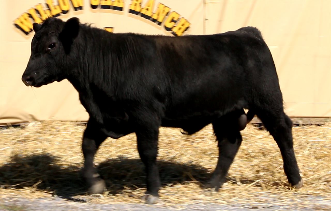 Best Black Bulls